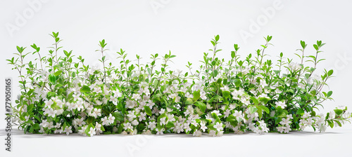 Bush of flowers on white background