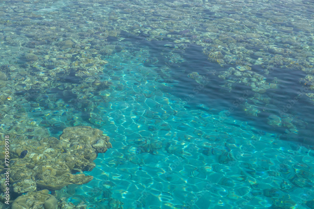 Coral reef clear water. Sea background.