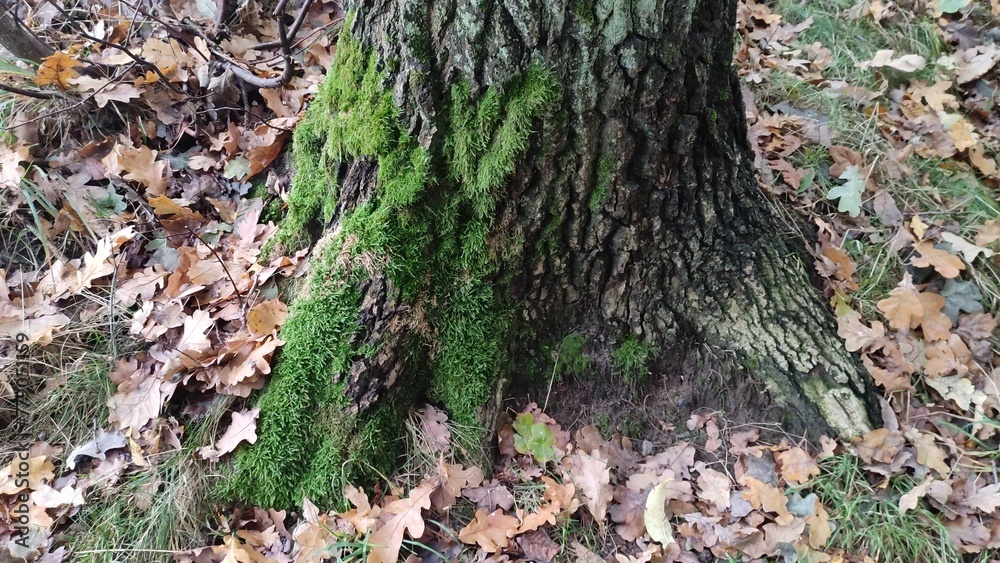 Tree covered with moss in the forest. Close-up Tree covered with moss in the forest. Close-up