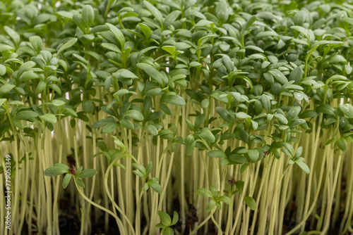 Obraz na plátne Lush green cress microgreens growing densely with elongated pale stems
