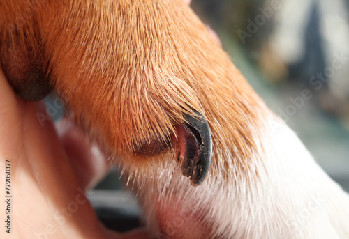 Split dew claw on dog paw. Close up of puppy dog dewclaw broken. Dog first aid concept and when to visit veterinarian for nail or claw injuries. Female Harrier mix. Selective focus. photo