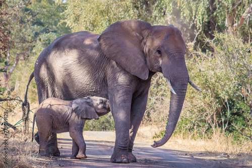 African bush elephant  Loxodonta africana  herd  Kruger National Park  South Africa