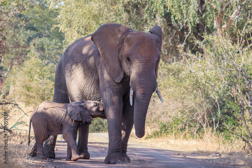 African bush elephant  Loxodonta africana  herd  Kruger National Park  South Africa