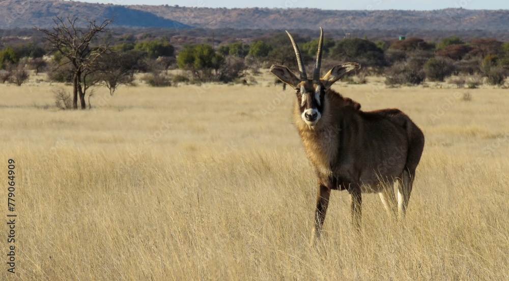 Fototapeta premium Roan antelope bull on the Mokala National Park grassland. 