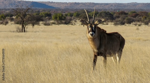 Roan antelope bull on the Mokala National Park grassland. 