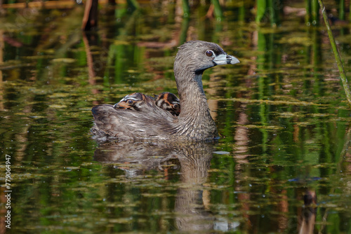 Pied-billed Grebe with her chicks on her back