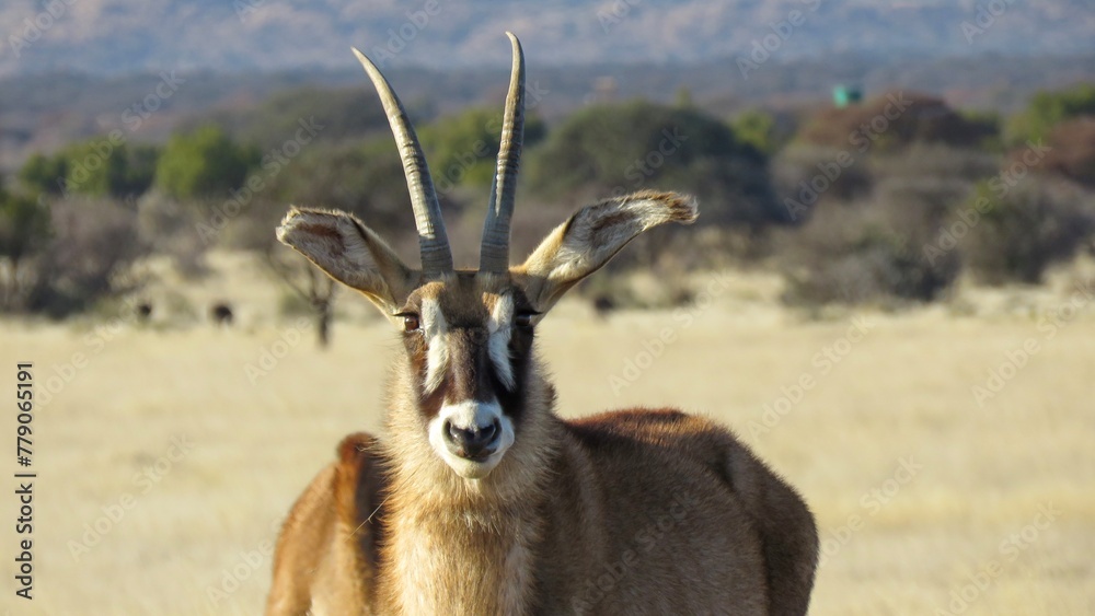 Portrait of an adult Roan antelope (Hippotragus equinus). 