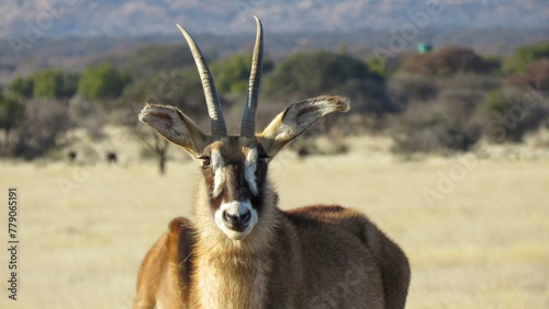 Portrait of an adult Roan antelope (Hippotragus equinus).  photo