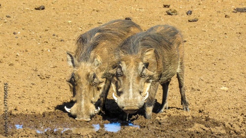 A pair of warthog adults slake their thirst at Stofdam hide.