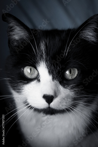 Portrait of black and white cat about 7 years old