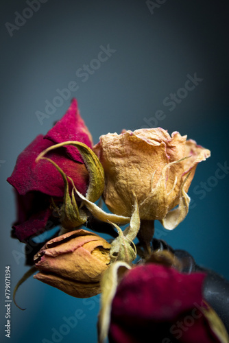 One yellow rose and two dried red ones