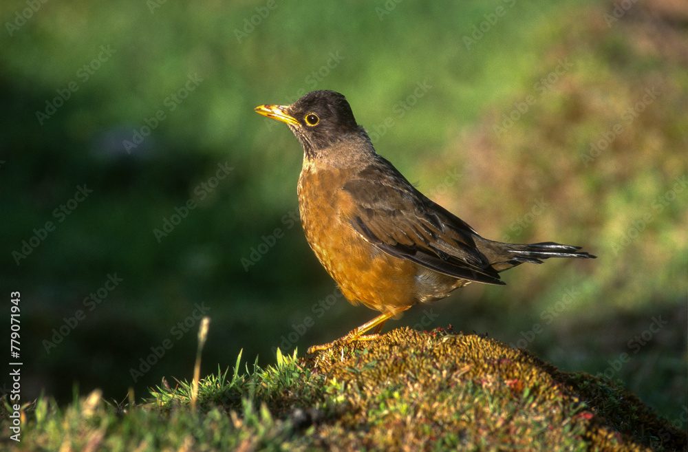 Merle austral,.Turdus falcklandii, Austral Thrush, Iles Falkland, Malouines Merle austral,.Turdus falcklandii, Austral Thrush, Iles Falkland, Malouines