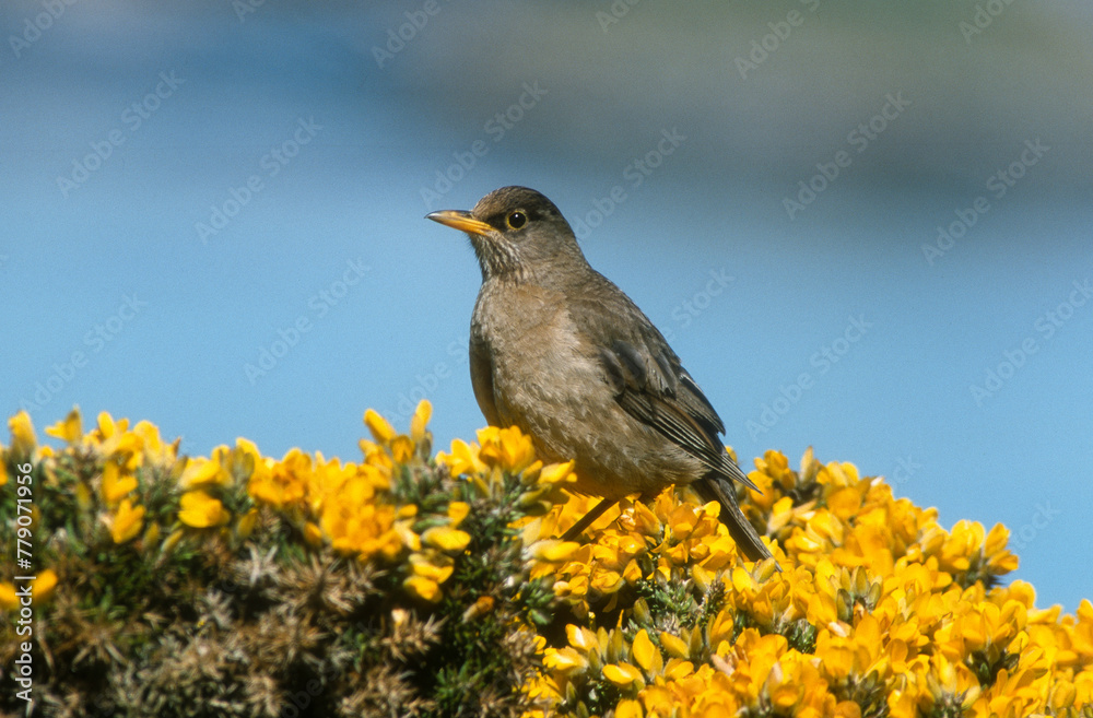Merle austral,.Turdus falcklandii, Austral Thrush, Iles Falkland, Malouines Merle austral,.Turdus falcklandii, Austral Thrush, Iles Falkland, Malouines