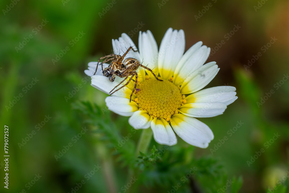 Spider on a daisy.