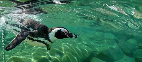 A black and white penguin elegantly swims in a pool of water, showcasing its streamlined movement and agility underwater.