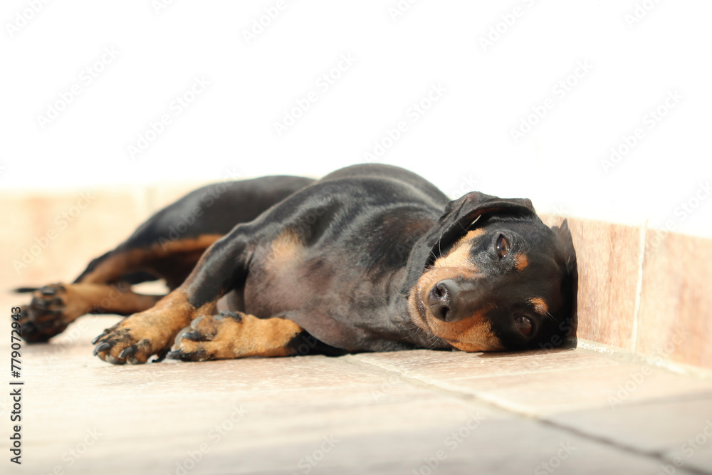 Un perro descansa al sol en una terraza Un perro descansa al sol en una terraza