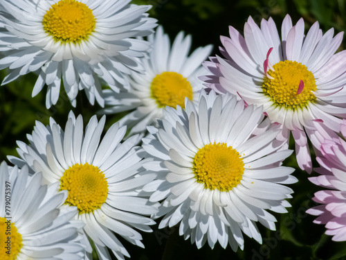 Delicate white and pink Daisies or Bellis perennis flowers on green grass. Lawn Daisy blooms in spring
