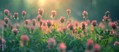 A field full of pink flowers with the sun shining brightly in the background, creating a beautiful and vibrant scene in nature. photo