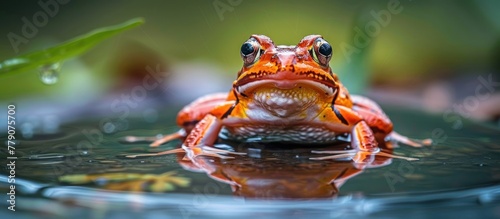 A majestic male frog perched in a pool of water, showcasing its vibrant colors and unique features.