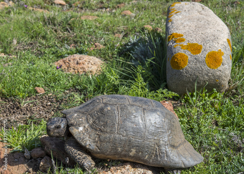 Tartaruga, Testudo hermanni photo