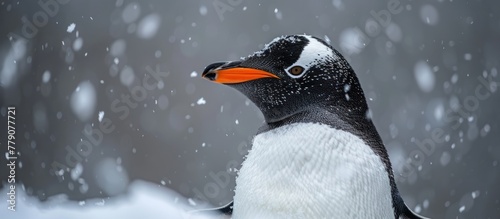A Gentoo penguin with an orange beak stands tall in the snow-covered ground.