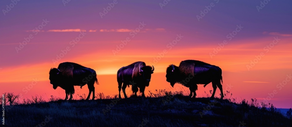 A group of three bison stands atop a hill, their silhouettes visible against the sky.