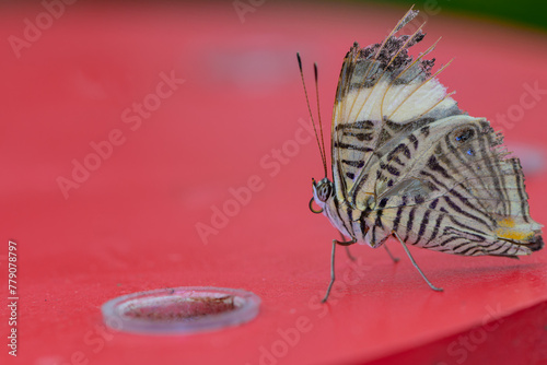 Papillon noir et blanc zébré sur une table rouge devant une coupelle photo