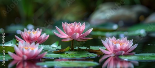 A cluster of pink water lilies peacefully floating on the calm surface of a pond  creating a beautiful natural scene.
