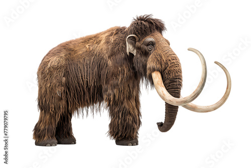 Wooly mammoth standing on white background