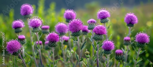 A bunch of purple Bull thistle flowers clustered together in a field.