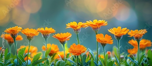 A bunch of vibrant marigold flowers standing out in the green grass in a natural setting.