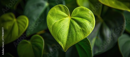 A heart-shaped plant with vibrant green leaves stands out against a background of lush foliage in this close-up shot.