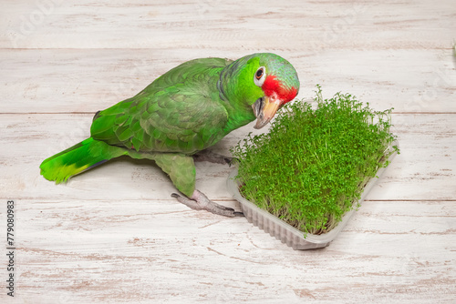 green Amazon parrot at a tray with fresh microgrowth sprouts