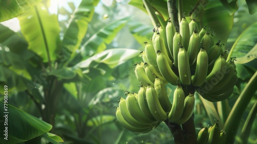 A Lush Banana Tree Plantation