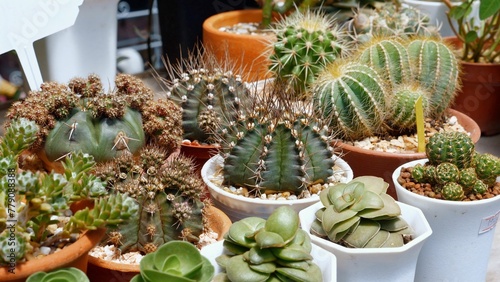 Assorted cacti and succulent plants in terracotta pots for home decoration. Variety of indoor cactuses and succulents on display shelf in plant nursery. Houseplant gardening and interior design.