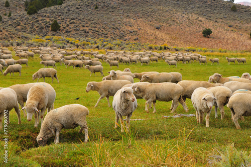 A flock of sheep grazing amidst the hills and green fields on the road to Bodie State Historic Park, a gold rush ghost town located east of the Sierra Nevada of California, western USA.