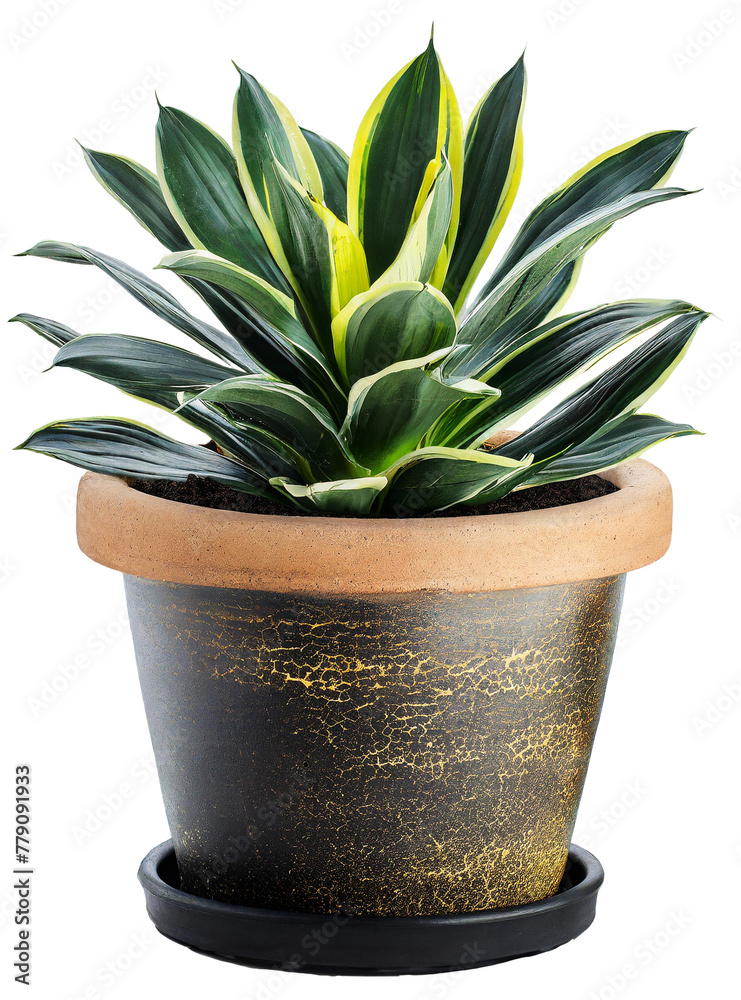 Sansevieria flower in a flowerpot isolated with transparent background. clipart. png Sansevieria flower in a flowerpot isolated with transparent background. clipart. png