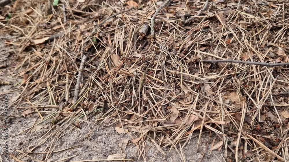 Anthill close-up, spring, ants are making their home. Forest worker ants crawl along a large anthill. Ant's nest. Insects build their home. The anthill is teeming with ants, selective focus Anthill close-up, spring, ants are making their home. Forest worker ants crawl along a large anthill. Ant's nest. Insects build their home. The anthill is teeming with ants, selective focus