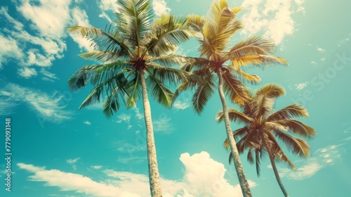 Palm trees against blue sky  Palm trees at tropical coast  vintage toned and stylized  coconut tree  summer tree  retro