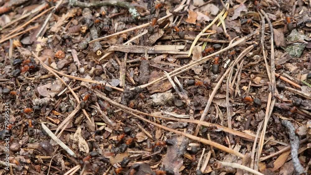 Anthill close-up, spring, ants are making their home. Forest worker ants crawl along a large anthill. Ant's nest. Insects build their home. The anthill is teeming with ants, selective focus Anthill close-up, spring, ants are making their home. Forest worker ants crawl along a large anthill. Ant's nest. Insects build their home. The anthill is teeming with ants, selective focus