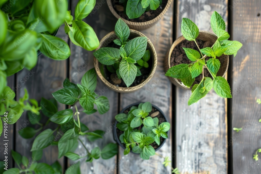 Group of Potted Plants on Wooden Table Group of Potted Plants on Wooden Table