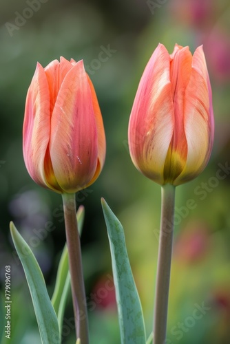 Two graceful tulips with gradient orange hues