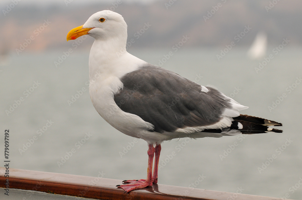 A seagull on the deck of a tour boat near Alcatraz Island, San Francisco, California, USA. A seagull on the deck of a tour boat near Alcatraz Island, San Francisco, California, USA.