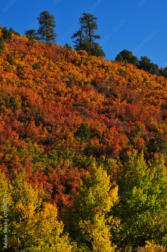 Fall colors on the foothills of the Sneffels Range of the San Juan mountains, Ridgway, Colorado, USA. Fall colors on the foothills of the Sneffels Range of the San Juan mountains, Ridgway, Colorado, USA.
