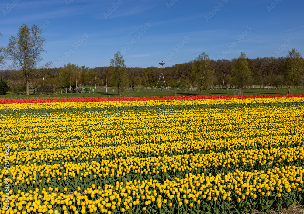 Fields of blooming tulips near Lisse in the Netherlands