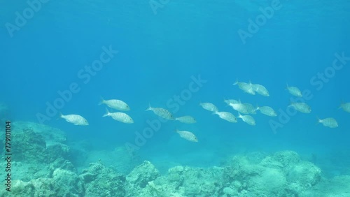 sand steenbras eating underwater mormyrus swim photo