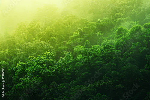A lush green forest with trees that are tall and leafy © mila103