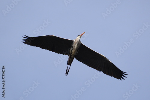 Ardea cinerea aka grey heron. Huge bird is flying above pond in Czech republic. photo