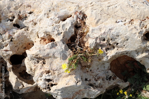Green plants and flowers grow on the stones. © shimon