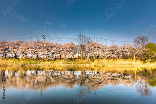 It is a picture of cherry blossom in South Korea.